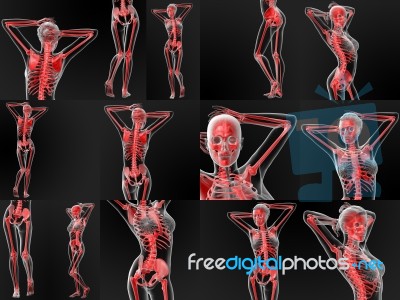 3d Rendering Medical Illustrstion Of The Skeleton Stock Image