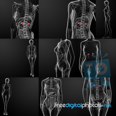 3d Rendering Of Adrenal Stock Image