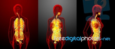 3d Rendering Of Digestive System And Respiratory System Stock Image