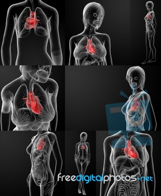 3d Rendering Of  Female Heart Stock Image