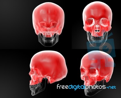 3d Rendering Of Human Skull-upper Half Stock Image