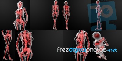 3d Rendering Of The Female Skeleton Stock Image