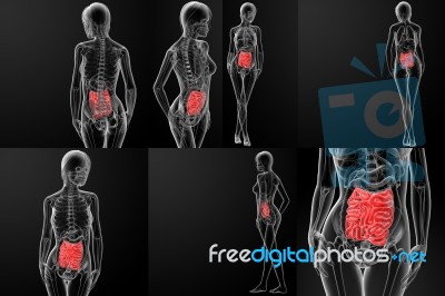 3d Rendering Of The Female Small Intestine Stock Image