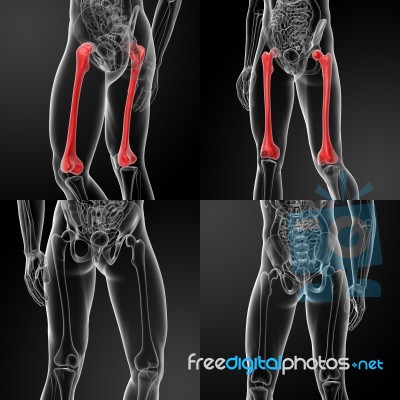 3d Rendering Of The Femur Stock Image