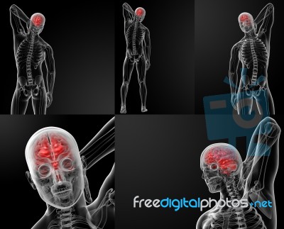 3d Rendering Of The Human Brain Anatomy Stock Image