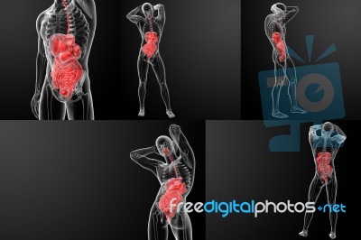 3d Rendering Of The Human Digestive System Stock Image