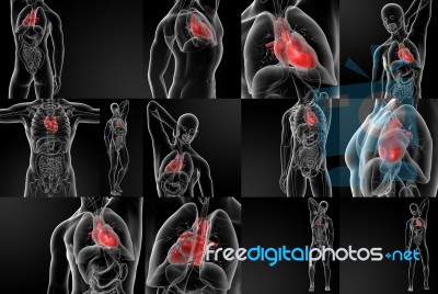 3d Rendering Of The Human Heart Stock Image