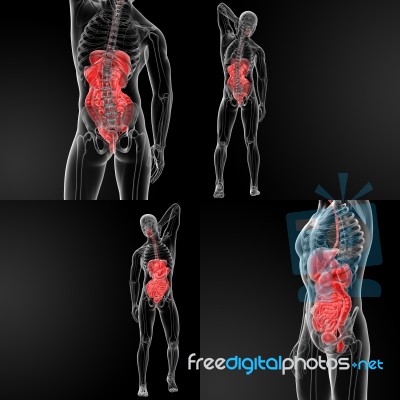 3d Rendering Of The Male Digestive System Stock Image