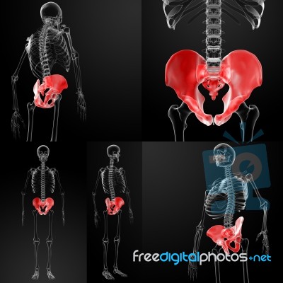 3d Rendering Of The Pelvis Bone Stock Image