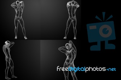 3d Rendering Of The  Skeletal Stock Image