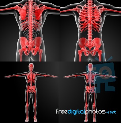 3d Rendering Of The Skeleton Stock Image