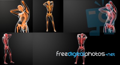 3d Rendering Of The Skeleton Stock Image