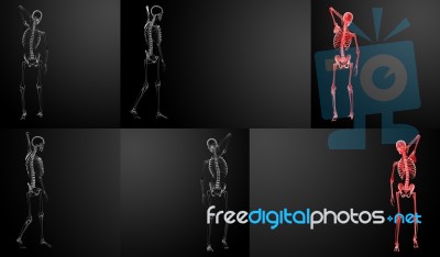 3d Rendering Skeleton X-rays Stock Image