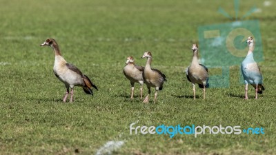 5 Ducks Stock Photo