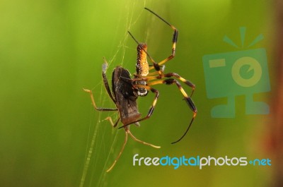 A Banana Spider Hunting Stock Photo