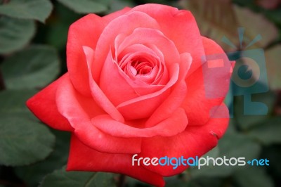 A Beautiful Red Rose (rosa) On Display At Butchart Gardens Stock Photo