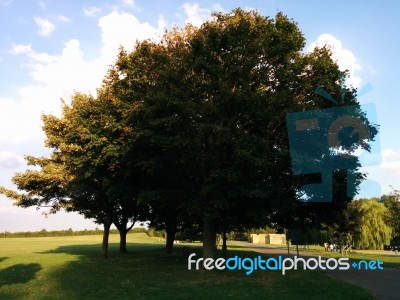 A Beautiful Tree Near The River Embankment Stock Photo