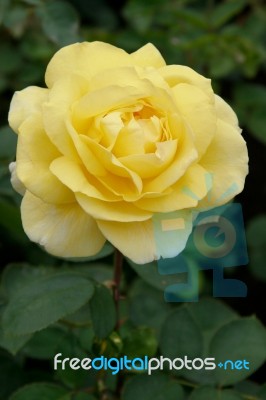 A Beautiful Yellow Rose (rosa) On Display At Butchart Gardens Stock Photo