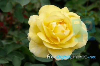 A Beautiful Yellow Rose (rosa) On Display At Butchart Gardens Stock Photo