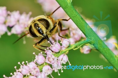 A Bee Collects Nectar Stock Photo