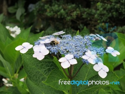 A Bee Resting In Blossoms Stock Photo