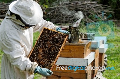 A Beekeeper At Work Stock Photo