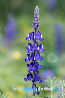 A Big Blue Lupine Stock Photo