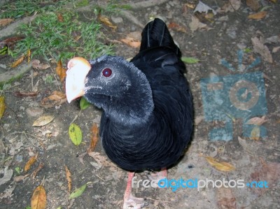 A Bird In The Amazon Jungle Stock Photo