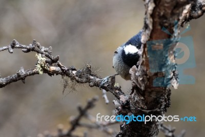 A Bird Is Shy Photographer Stock Photo