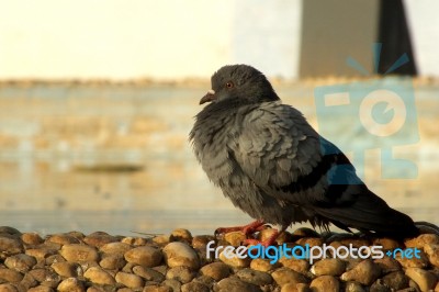 A Black Bird Stock Photo