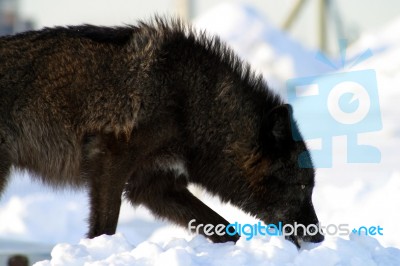 A Black Wolf In The Snow Stock Photo