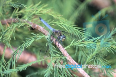 A Blue Dragonfly 2 Stock Photo