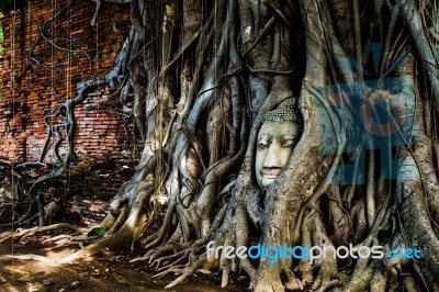 A Budda's Head Traped In A Tree's Roots Stock Photo