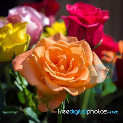 A Bunch Of Colourful Roses Out In The Garden Stock Photo