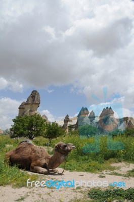 A Camel Is Sitting Among The Fairy Chimneys In Cappadocia On The Grass In Turkey Stock Photo