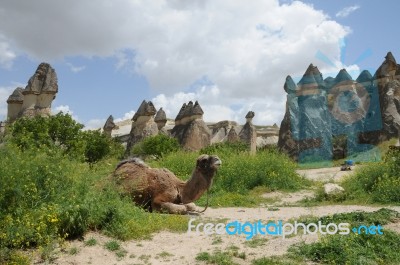 A Camel Is Sitting Among The Fairy Chimneys In Cappadocia On The Grass In Turkey Stock Photo