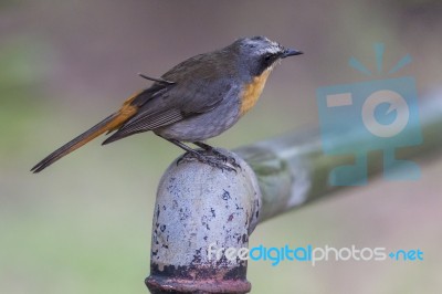 A Cape Robin (janfrederik) Stock Photo