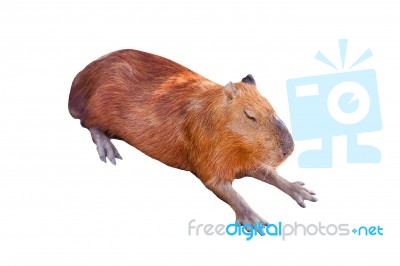 A Capybara Sleeping On Bare Ground Stock Photo