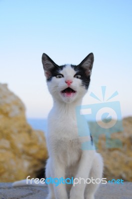 A Cat Is Looking At Photogrpfer And Getting Angry Stock Photo