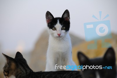 A Cat Is Looking At Photogrpfer And Getting Angry, Among Other 2 Cats Stock Photo