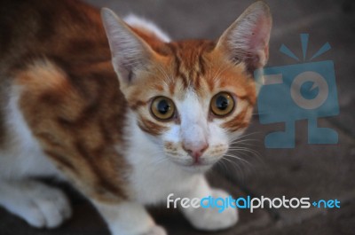 A Cat Looking Around By Enthusiasts Stock Photo