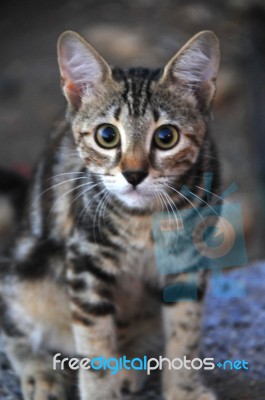 A Cat Looking Around By Enthusiasts Stock Photo