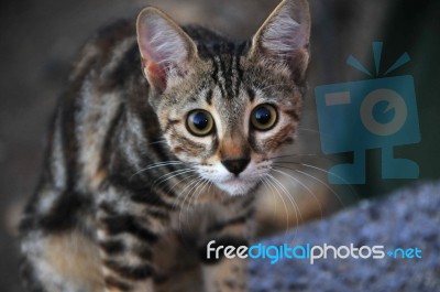 A Cat Looking Around By Enthusiasts Stock Photo