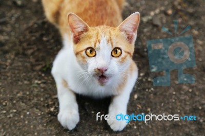 A Cat Stare At Someone Stock Photo