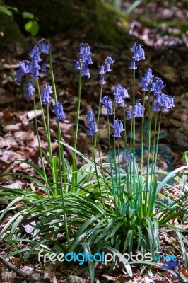 A Clump Of Bluebells Stock Photo