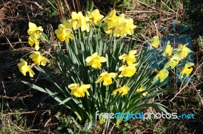 A Clump Of Daffodils Stock Photo