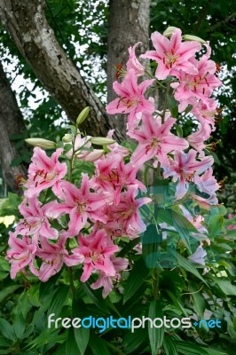 A Cluster Of Lilies (lilium) Stock Photo