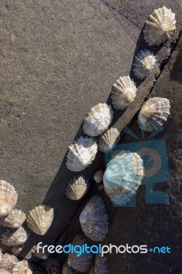 A Cluster Of Limpets Stock Photo