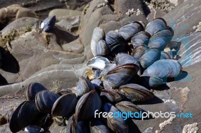 A Cluster Of Mussels Stock Photo