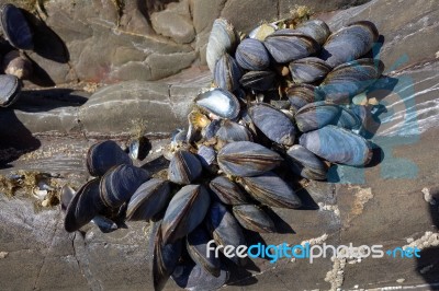 A Cluster Of Mussels Stock Photo